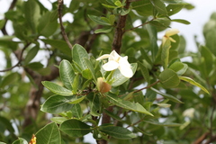 Gardenia gummifera